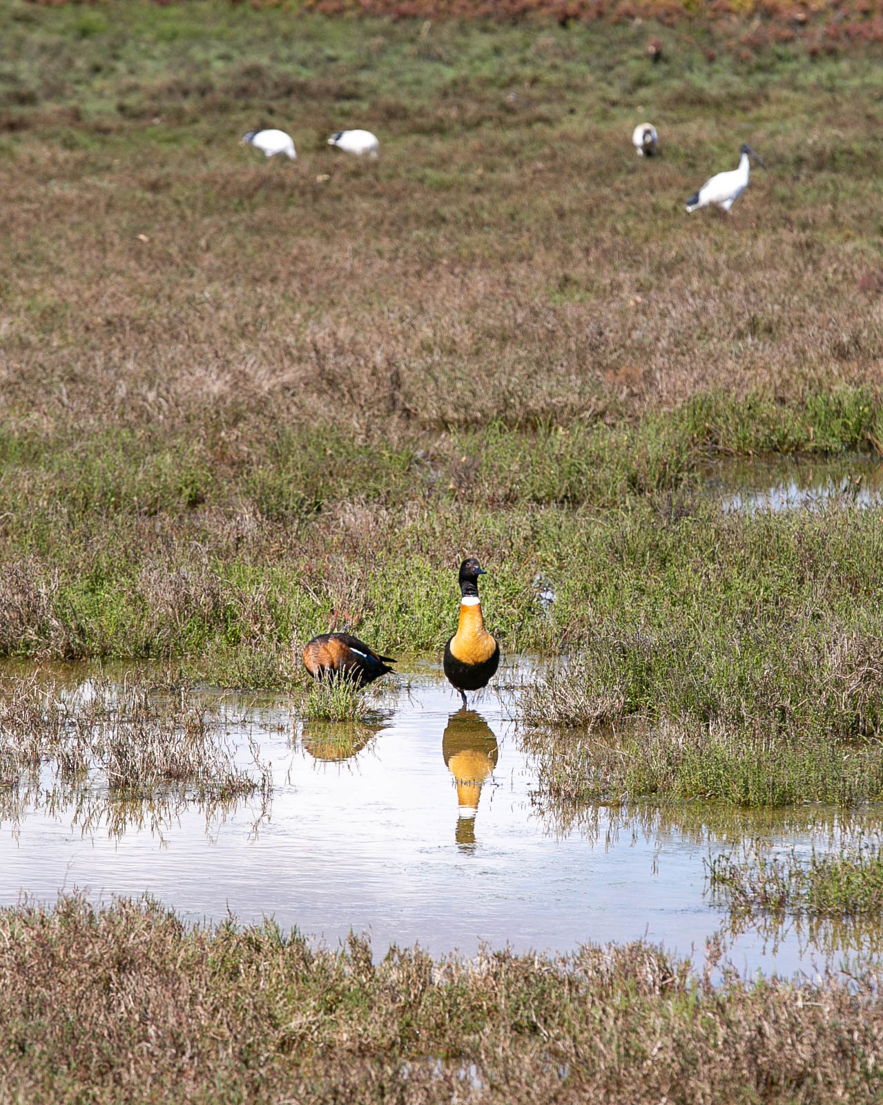 Melville Bird Sanctuary - Have your say  Main Image
